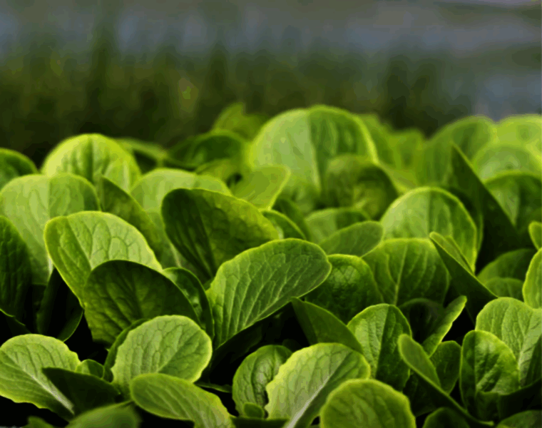 Mvuf.org.uk thumbnail