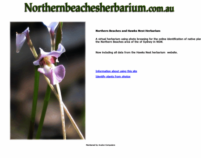 Northernbeachesherbarium.com.au thumbnail