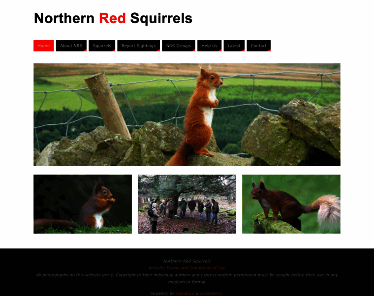 Northernredsquirrels.org.uk thumbnail
