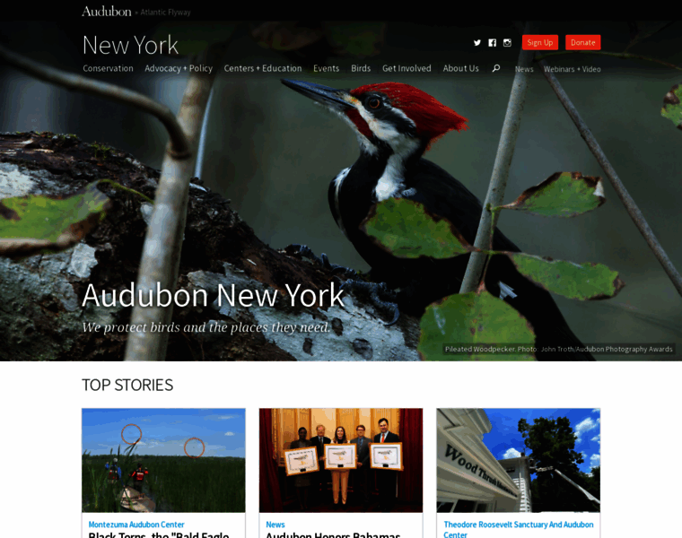 Ny.audubon.org thumbnail