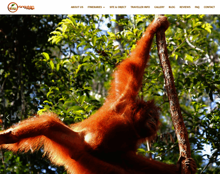 Orangutanvoyage.com thumbnail