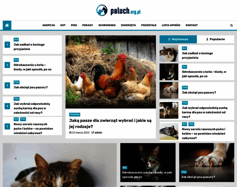Paluch.org.pl thumbnail