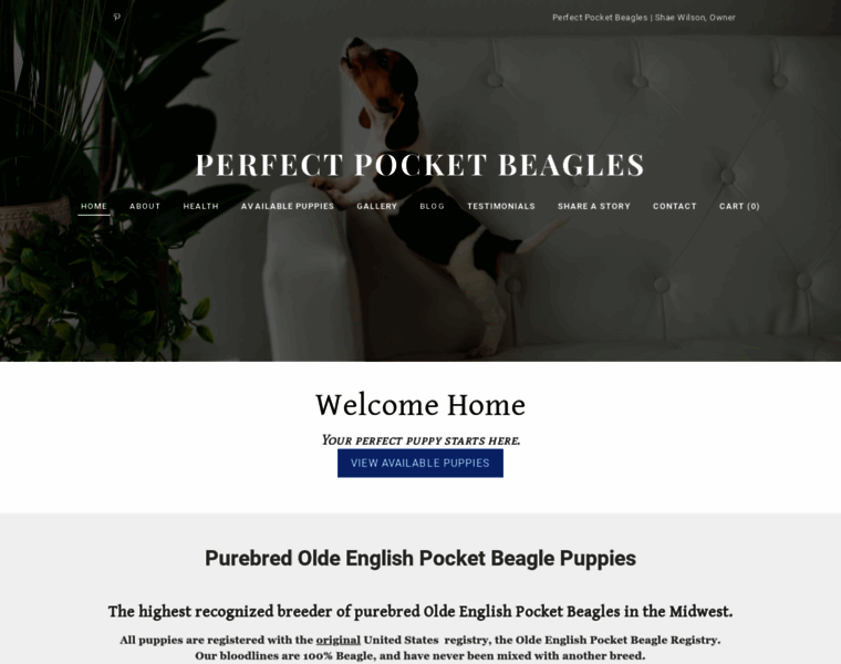 Perfectpocketbeagles.com thumbnail