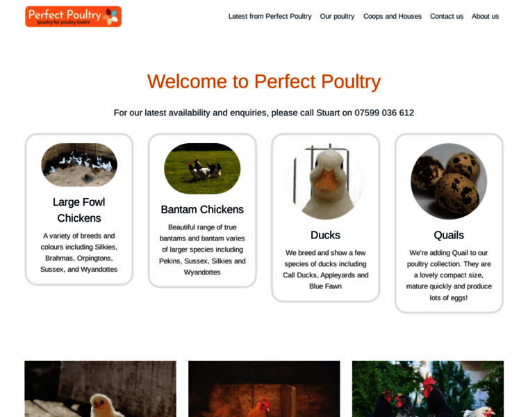 Perfectpoultry.co.uk thumbnail