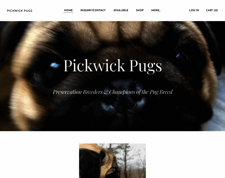 Pickwickpugs.com thumbnail