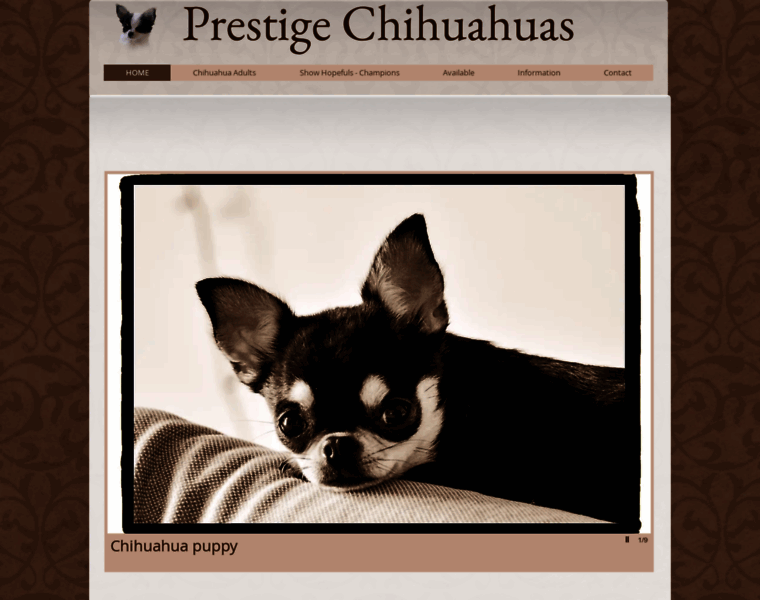 Prestigechihuahuas.com thumbnail