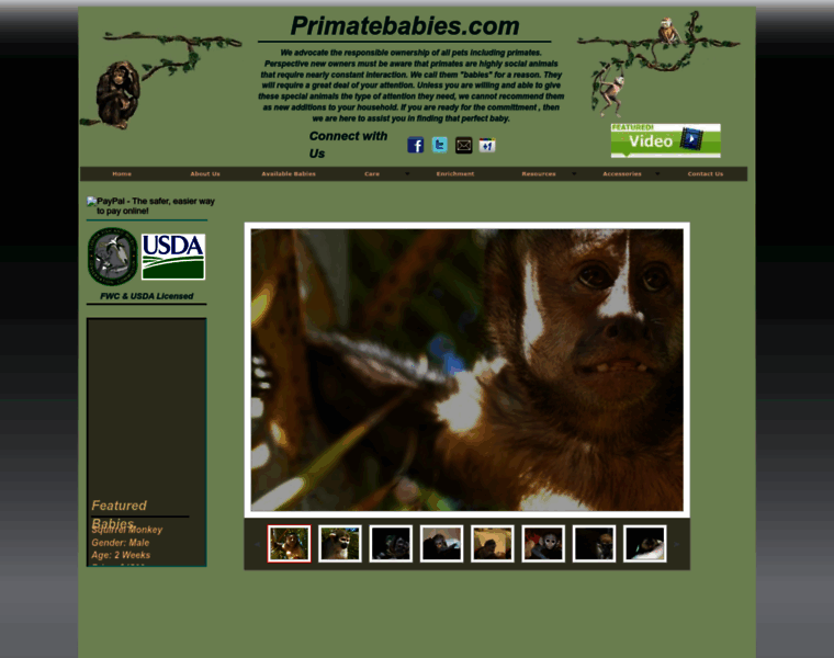 Primatebabies.com thumbnail