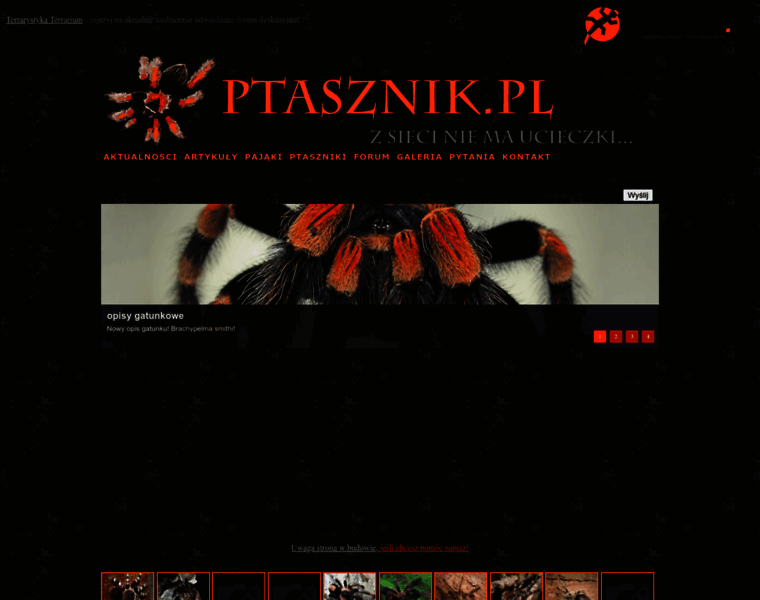 Ptasznik.pl thumbnail