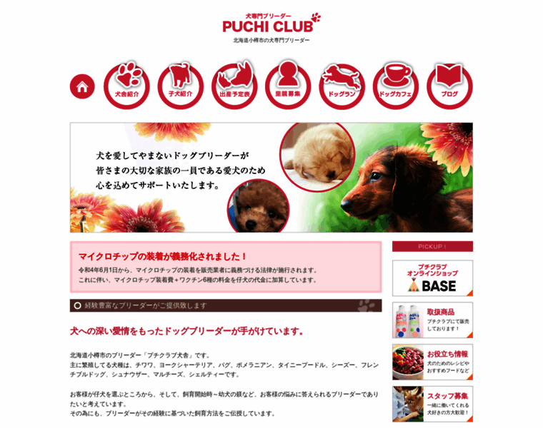 Puchiclub.net thumbnail