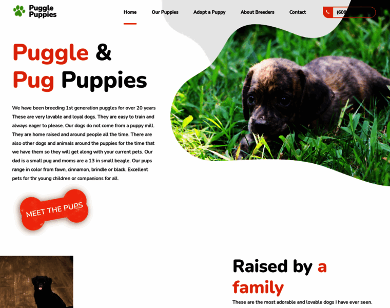 Puggle-puppies.com thumbnail