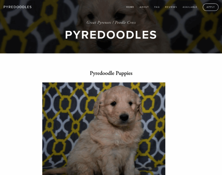 Pyredoodles.com thumbnail