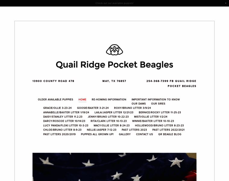 Quailridgepocketbeagles.com thumbnail