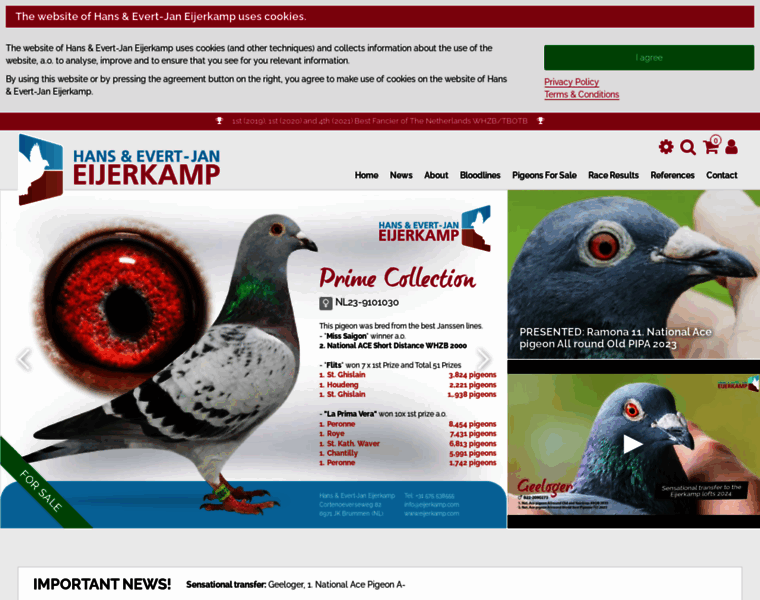 Quality-racing-pigeons-for-sale.com thumbnail