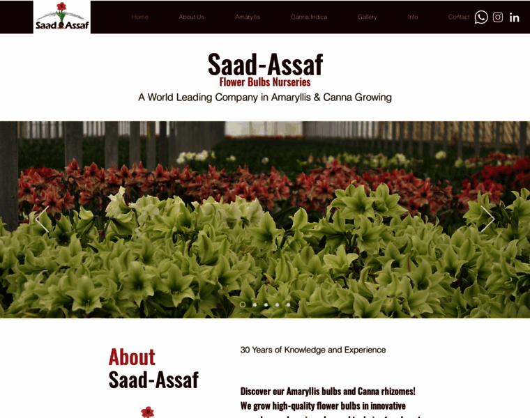 Saad-assaf.co.il thumbnail