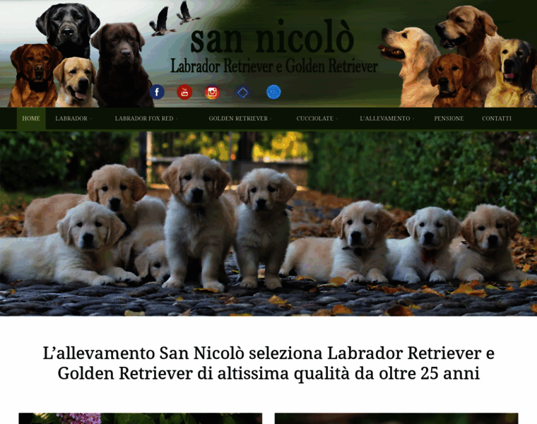 Sannicolo-labrador.com thumbnail