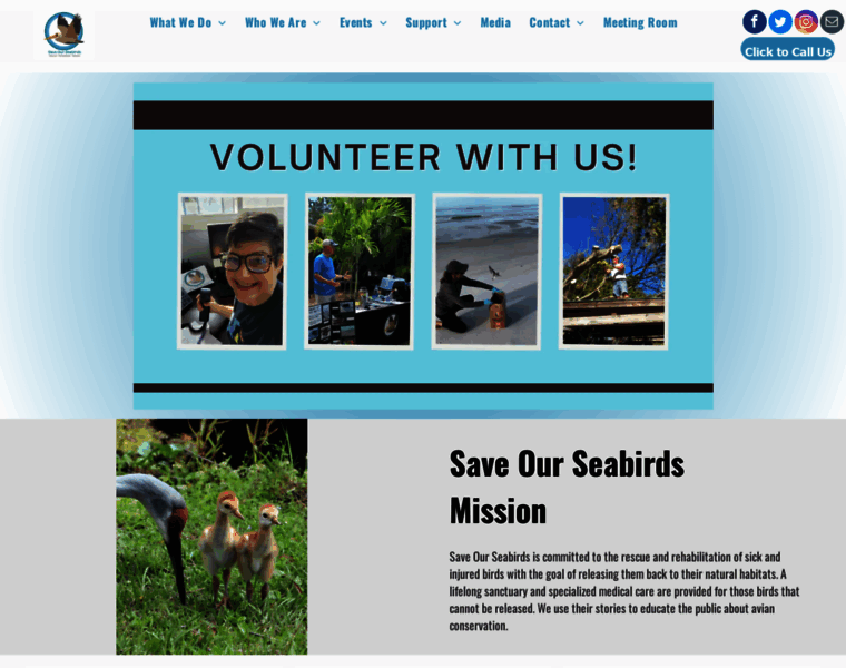 Saveourseabirds.org thumbnail