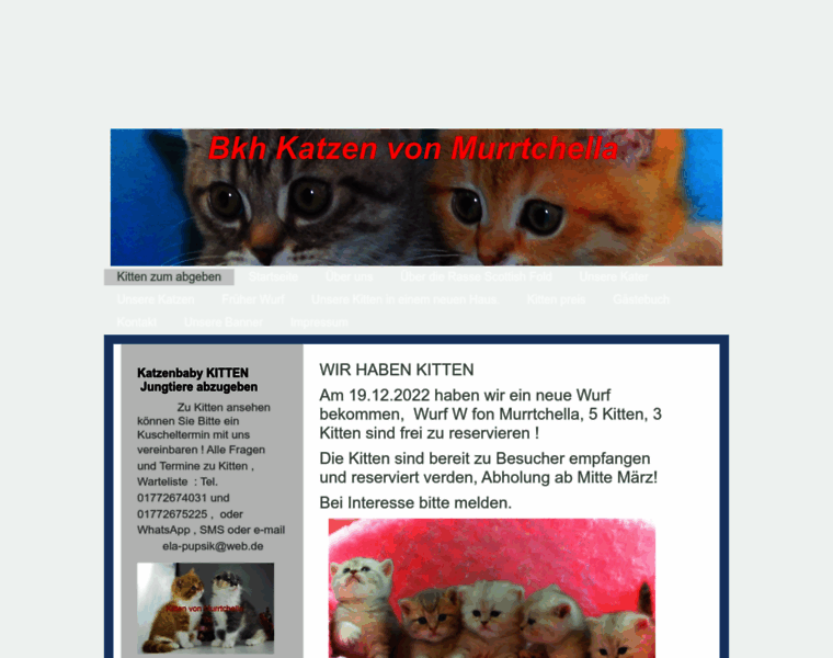 Scottish-fold-und-bkh-von-murrtchella.de thumbnail