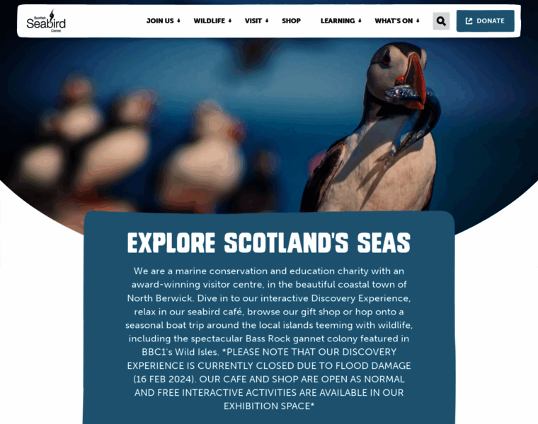Seabird.org thumbnail
