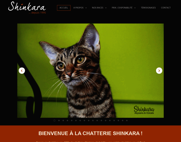 Shinkaracats.com thumbnail