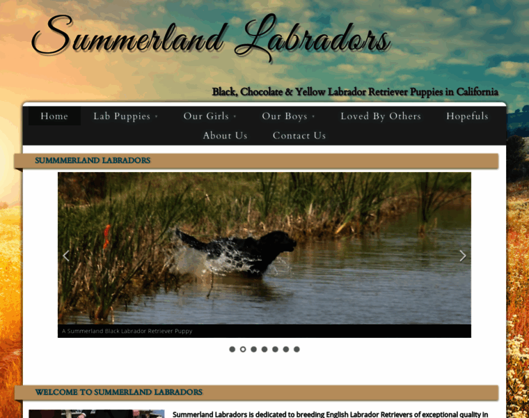 Summerlandlabradors.com thumbnail