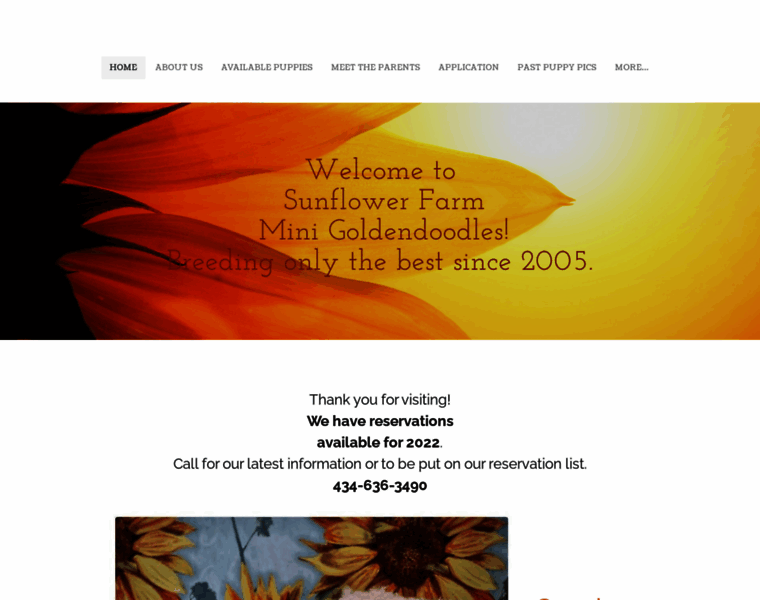 Sunflowerfarmminigoldendoodles.com thumbnail