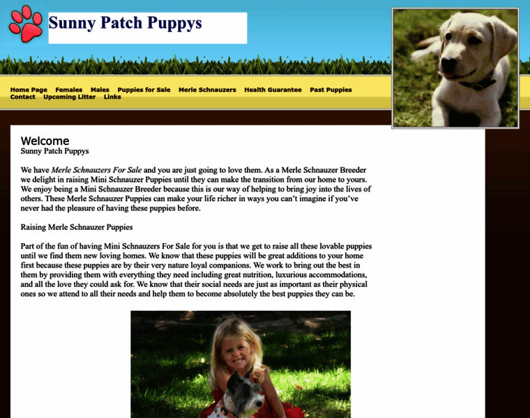 Sunnypatchpuppys.com thumbnail