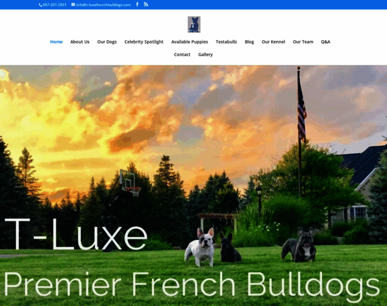 T-luxefrenchbulldogs.com thumbnail