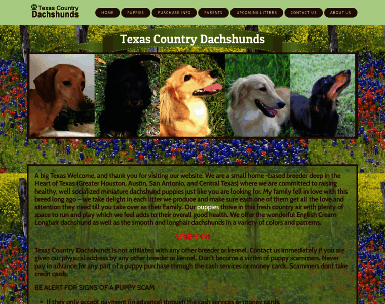 Texascountrydachshunds.com thumbnail