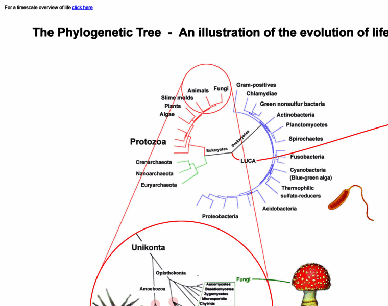 Thephylogenetictree.com thumbnail