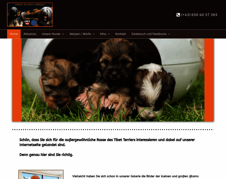 Tibet-terrier-nima.at thumbnail