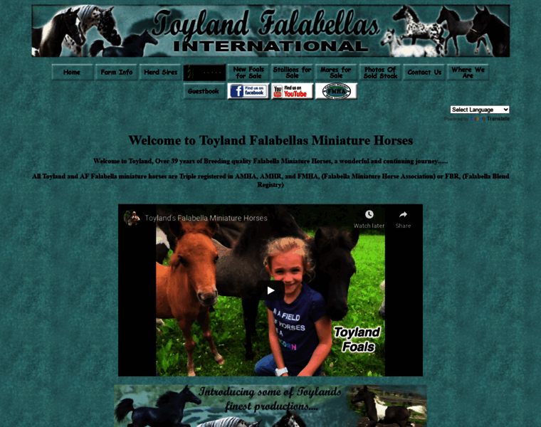 Toylandminihorses.com thumbnail