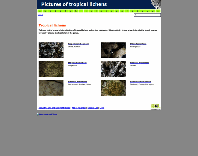 Tropicallichens.net thumbnail