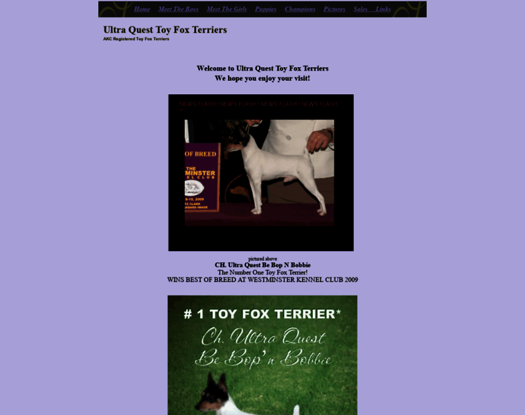 Ultraquesttoyfoxterriers.com thumbnail