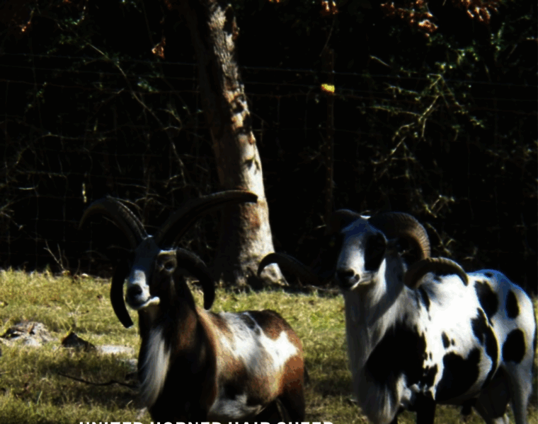 Unitedhornedhairsheepassociation.org thumbnail