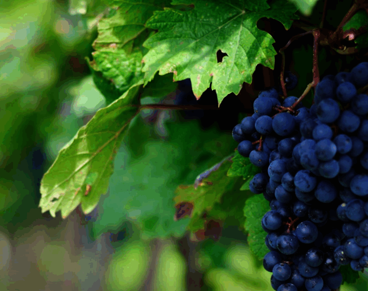 Vine-branches.info thumbnail
