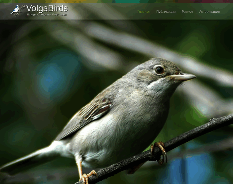Volgabirds.ru thumbnail