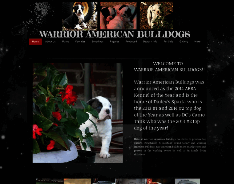 Warrioramericanbulldogs.com thumbnail