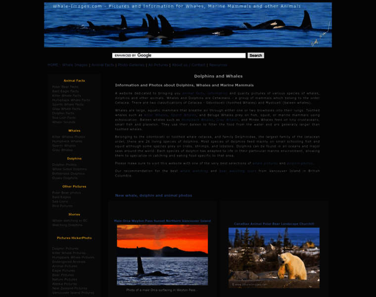 Whale-images.com thumbnail