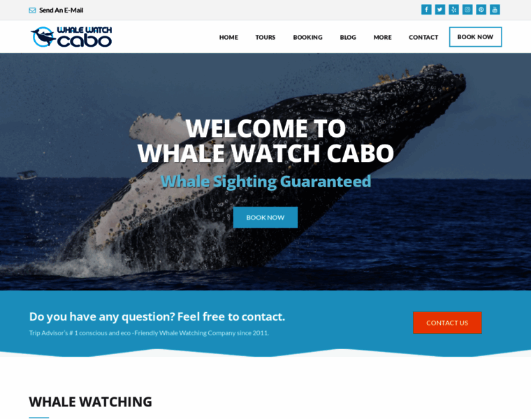 Whalewatchcabo.com thumbnail