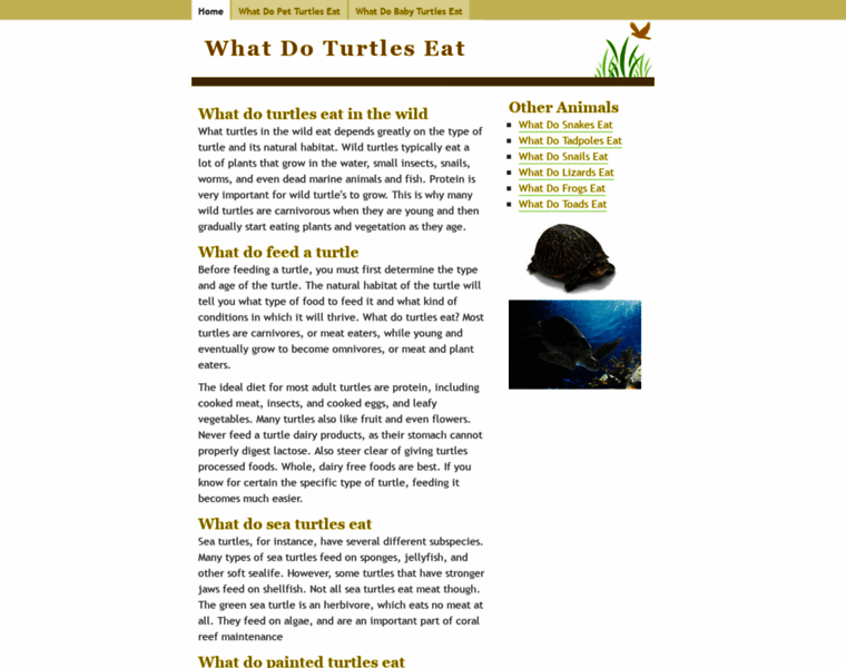 What-do-turtles-eat.info thumbnail