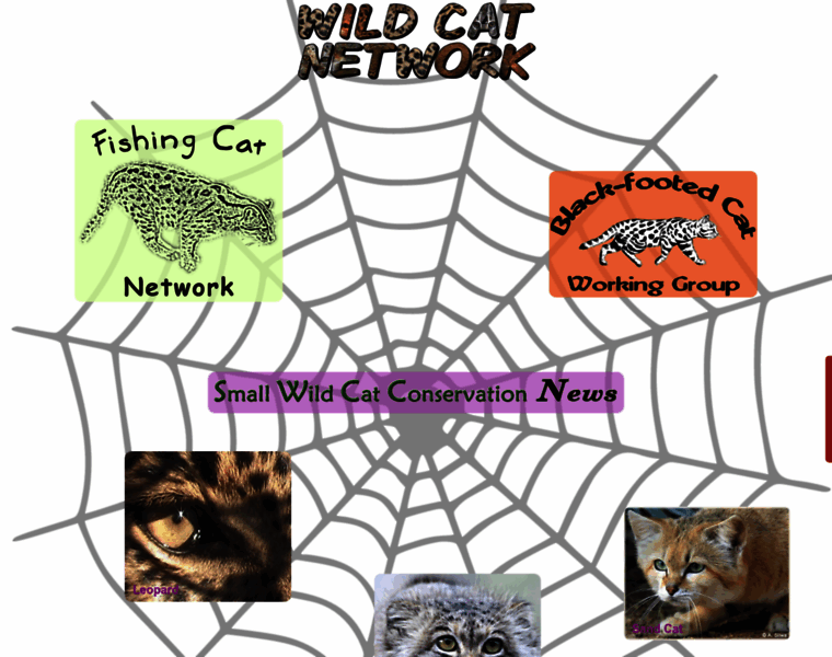 Wild-cat.org thumbnail