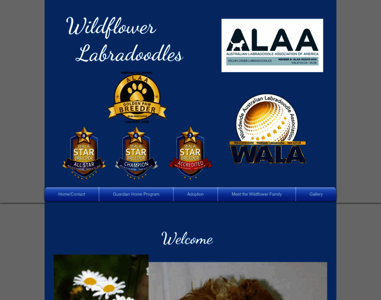 Wildflowerlabradoodles.com thumbnail