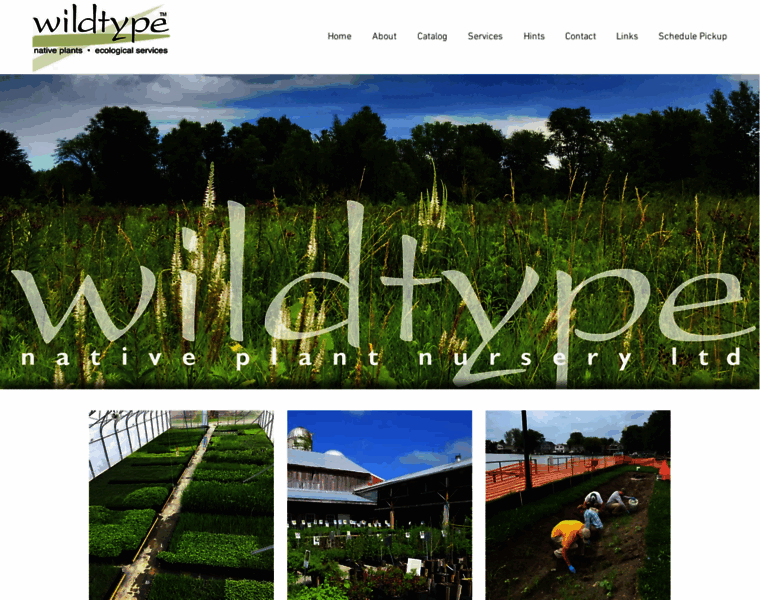 Wildtypeplants.com thumbnail