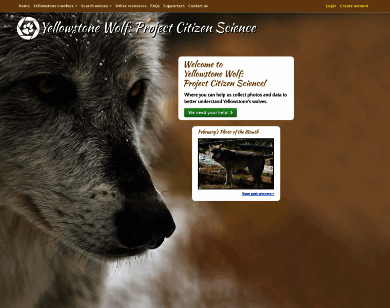 Yellowstonewolf.org thumbnail