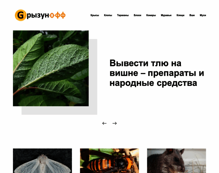 Zelenogorsk24.ru thumbnail