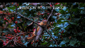 What Awindowintothewoods.com website looked like in 2016 (8 years ago)