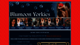 What Blumoonyorkies.com website looked like in 2017 (6 years ago)