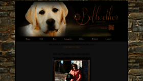 What Bellwetherlabradors.com website looked like in 2020 (4 years ago)