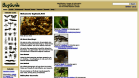 What Bugguide.net website looked like in 2020 (5 years ago)