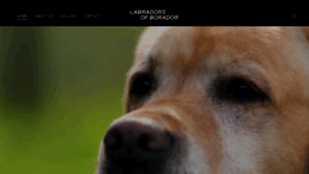 What Boradorlabradors.com website looked like in 2021 (3 years ago)